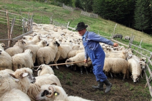 19_E ora 16, vine acasa sotul doamnei cu oile si incepe mulsul