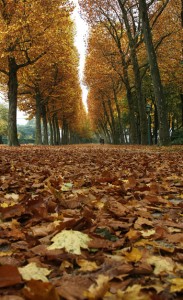 "parc toamna"