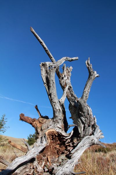 in muntii Tarcu "Tarcu"