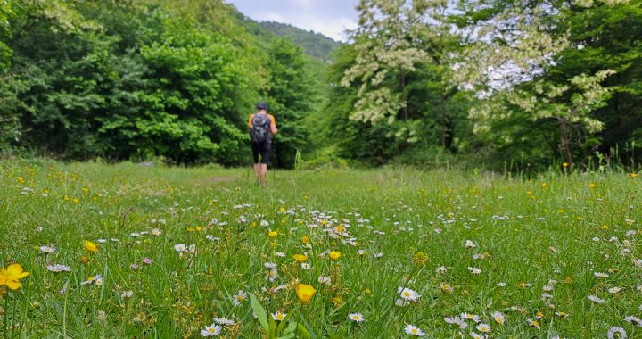 Into the wild… sau așa ceva